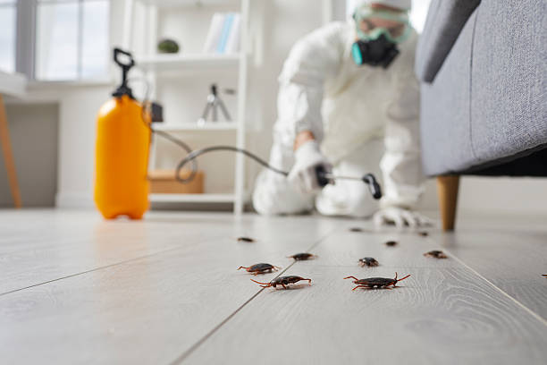 Commercial Kitchen Cockroach Control in Snowflake